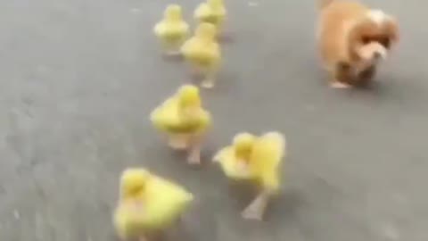 Pups And Ducks