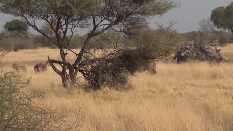 LIONS VS HYENAS - Clash of Enemies