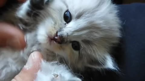 Cute baby cat video 😍😍😍Baby cat😍😍cutevideo