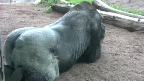 THE MOST INTELLIGENT ANIMAL IN THE WORLD- Woman talks to gorilla through signs - unbelievable