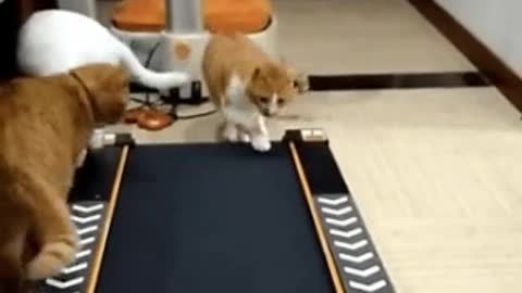 Funny cat walking on treadmill
