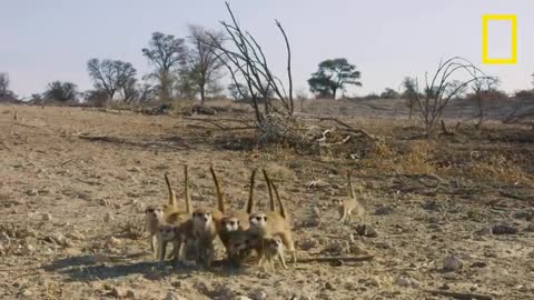 L'affrontement entre un bébé suricate et un cobra du Cap déclenche un assaut