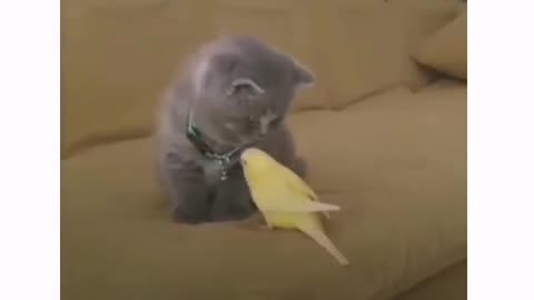 A cat is afarid of bird ☺