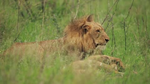 Male Lion Animal Videos