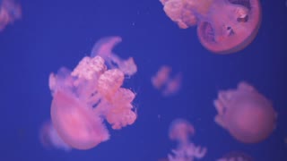 jelly fish in the Red Sea photographed by Elior Ben Haiem