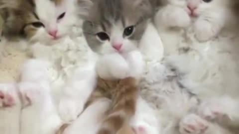 Cute kitten, which one do you like?