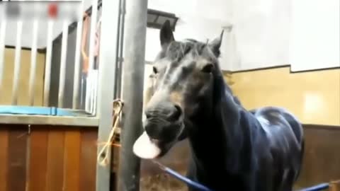 Funny Horse Videos