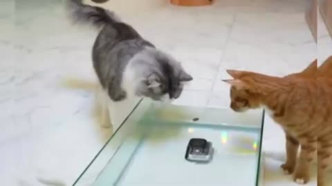 cats having fun with water