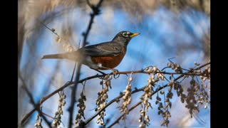 American Robin — Peaceful Snack