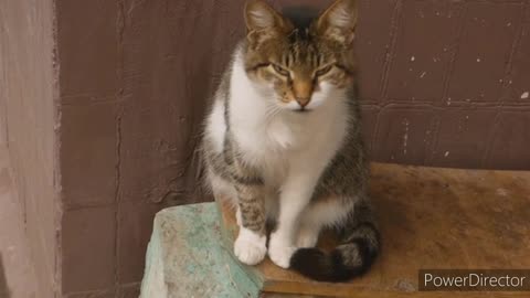 Kitty Sees Neighbor Cat Nemesis At Front DoorMeows The House Down