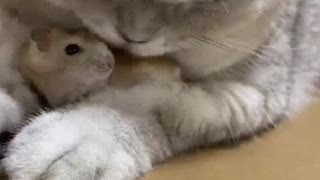 Cat and Hamsters