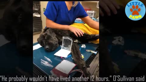 Watch how champ recovered from almost dying