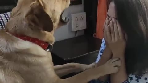 Intelligent dog reaction on mother's crying
