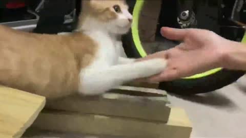 Cat high fives then bites_batch_batch