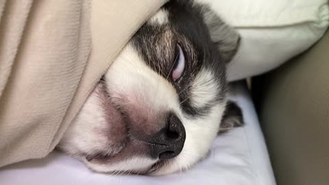 A puppy in crisis in his dream.