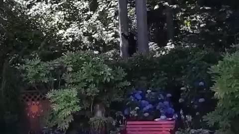 Dog chases bear away from peeking over fence