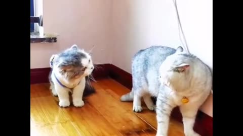 Funny cat🐱video🤣