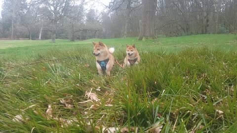 Shiba Inu jumping in the grass like foxes