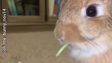 Nom Nom 😋 OMG 😱 Cutest Bunny Video Compilation 2021 😍