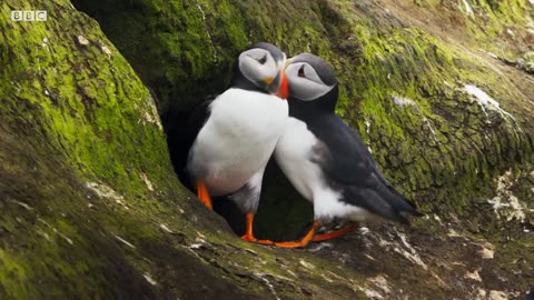 Puffin Hunts Fish To Feed Puffling | Blue Planet Il | BBC Earth