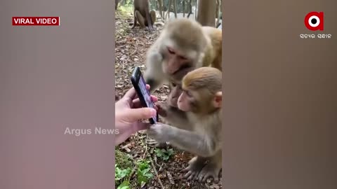 Viral Video: Monkey's Curiosity for Mobile 781 viewsDec 31, 2021 26 DISLIKE