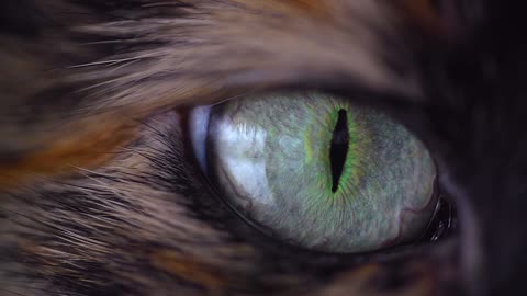 One of the most beautiful eyes of cats