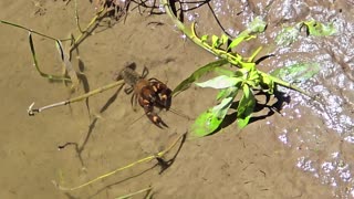Signal cancer swimming in a river / Beautiful crayfish filmed from a bridge.