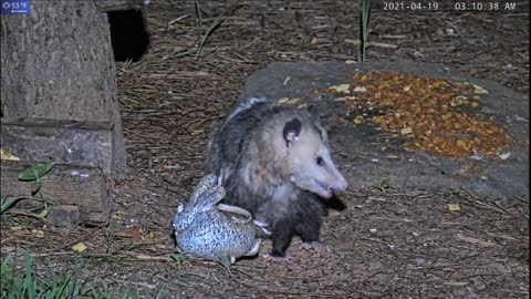 Mama Possum toting her Joeys!