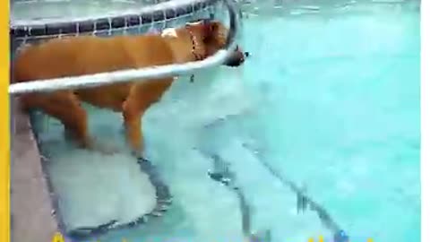 Dog Learns to Swim