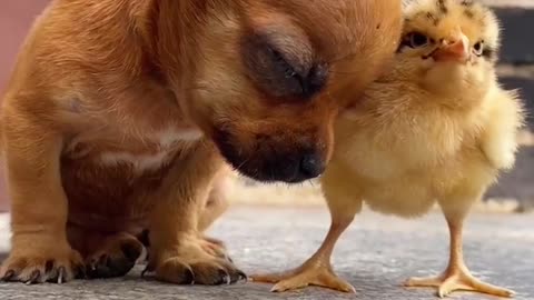 The chick sees the puppy sleepy and makes itself as a pillow