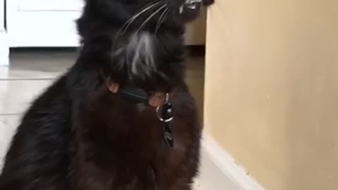 Vampire Cat Shows off Fangs