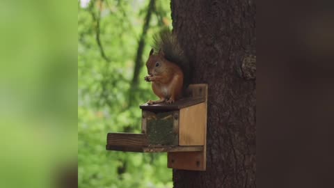 Hungry Squirrel video #Shorts