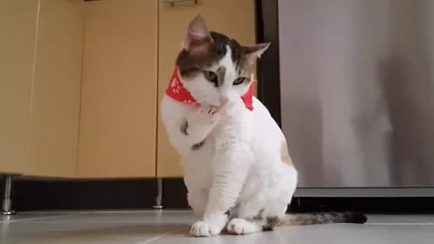 #shorts funny cat videos #$hort 🙀 video cat 🙀 video funny animal cat video