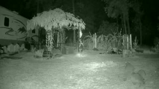 Raccoon Caught on night vision cam Outdoors fun Babies Family