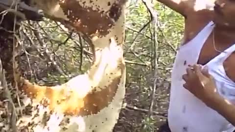 man has more than a thousand bees in his body without fear