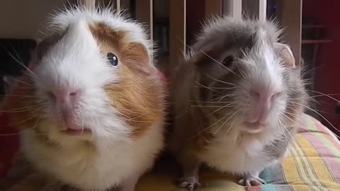 Just Filming His Guinea Pigs When They Suddenly Started Doing This…I’m Crying!