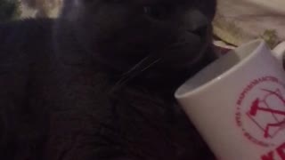 Cat perched next to the mug and does not want to leave