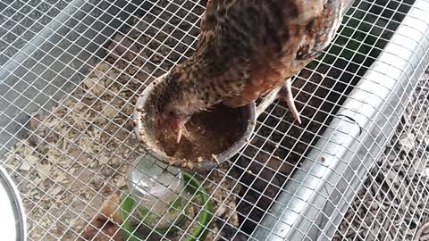 How to feed chic with deformed beak