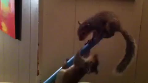 Little Pet Squirrels Chip and Dale playing together