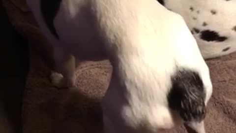 Music white dog with black spots shaking butt to bubble butt song