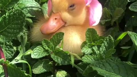 Happy 1st birthday to Nasturtium the duck, the sweetest flower girl 🌼