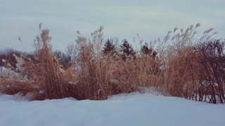 Ornamental Grass