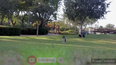 #Dog fetching park play pet