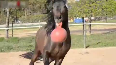 Funny Horses - A Funny Horse Videos Compilation