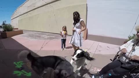 Siberian husky attracting women on national dog day