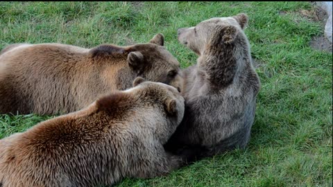 The Lion's Leg Was Bitten Off By Hyena During A Fierce Confrontation Over Food Lion Vs Hyenas