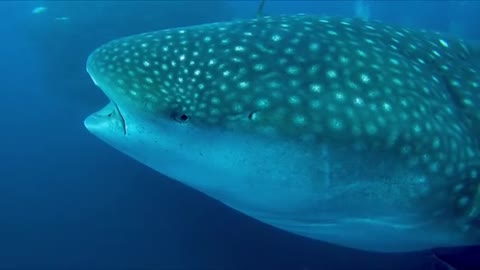 Lucky scuba divers encounter the largest species👏🏽 of shark in the world