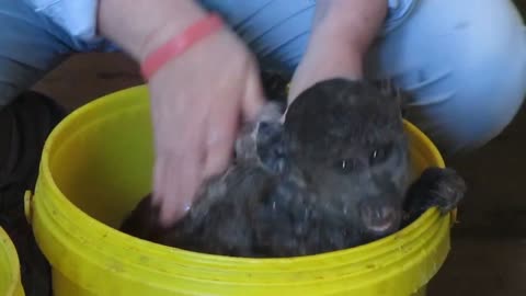 Bathing a baby baboon is not the easiest thing in the world