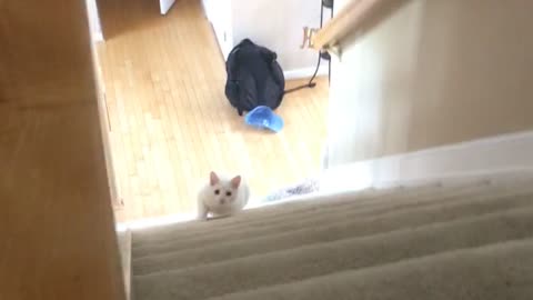 White cat walk up stairs