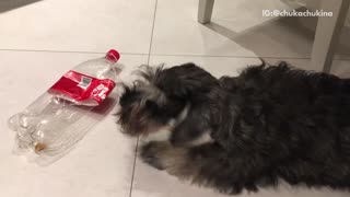 Brown dog barks and plays with empty red soda bottle